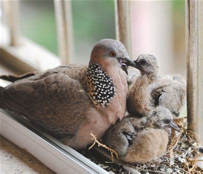 家裡鳥築巢|野鳥叫聲好滋擾？家中有野鳥築巢怎麼辦？漁護署教你。